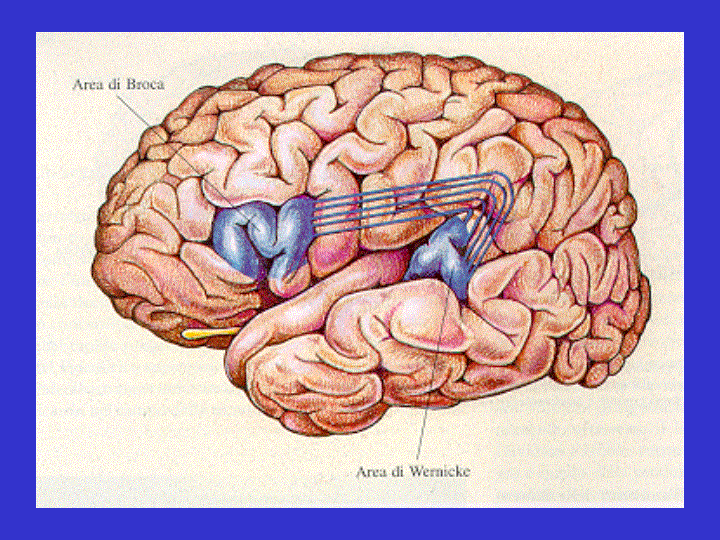 Corteccia